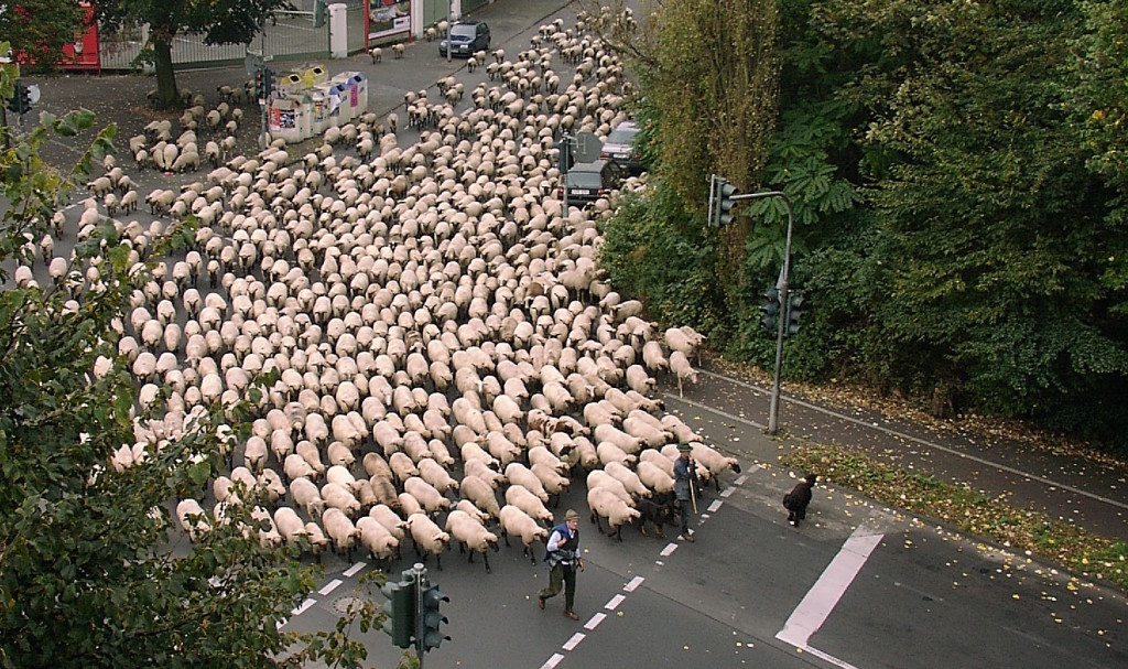 Sheeple 2